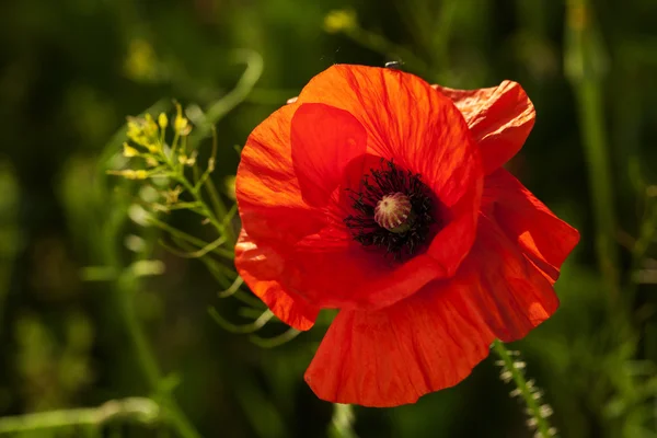 Beautiful blooming poppies — Stock Photo, Image