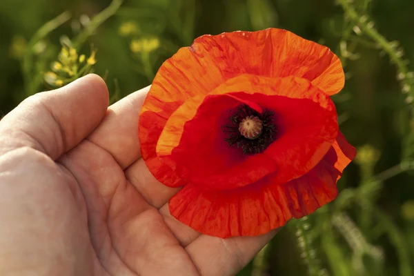 Beautiful blooming poppies — Stock Photo, Image