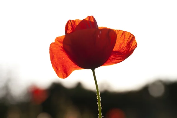 Beaux coquelicots en fleurs — Photo