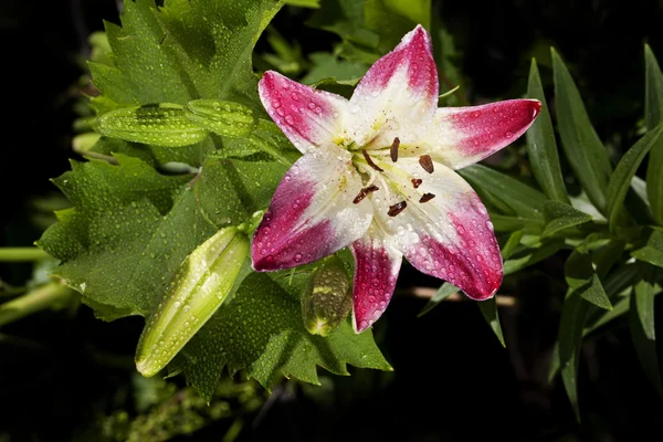 Beautiful red and white lilies closeup — Stock Photo, Image