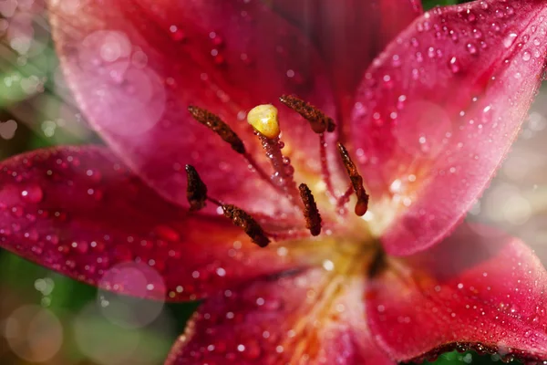 Beautiful red lily close-up — Stock Photo, Image