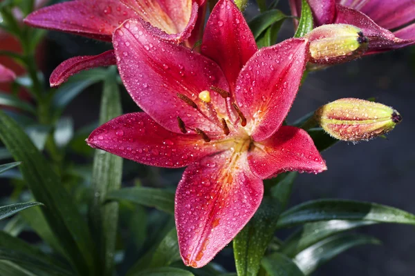 Beautiful red lily close-up — Stock Photo, Image