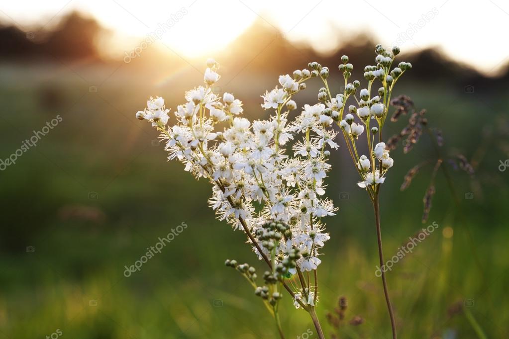 Beautiful white wild flowers and sunset