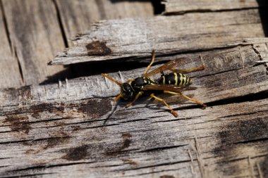 yaban arısı closeup ahşap arka plan üzerinde