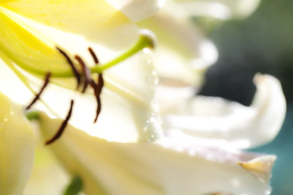 Sfondo sfocato Fiore Lilly — Foto Stock