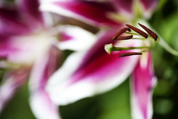 Όμορφο λουλούδι φόντο μακροεντολή γυρίστηκε Λιλ — Φωτογραφία Αρχείου