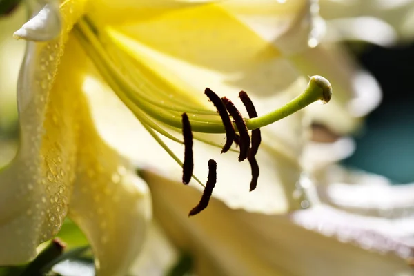 Beautiful flower background macro shot Lille — Stock Photo, Image