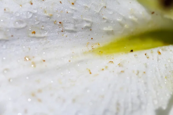 Beautiful flower background macro shot Lille — Stock Photo, Image