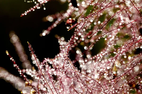 Beautiful abstract, bokeh of water drops on a plant — Stock Photo, Image