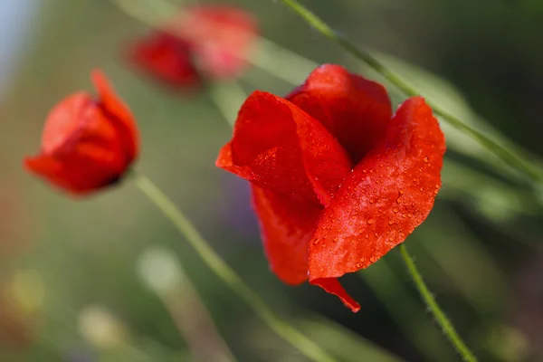 Piękny kwitnący czerwone Maki, kwiatowy tło — Zdjęcie stockowe