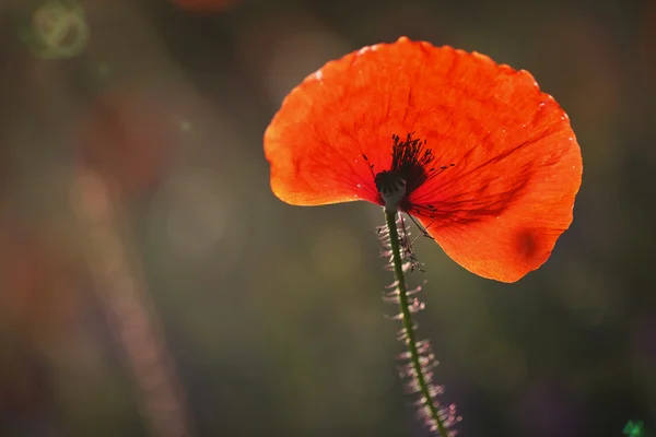 Beau pavot rouge fleuri, fond floral — Photo