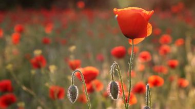 inanılmaz güzel haşhaş çiçekleri Full Hd