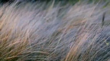 pitoresk bir zemin, tüy çayır, gün batımı Hd