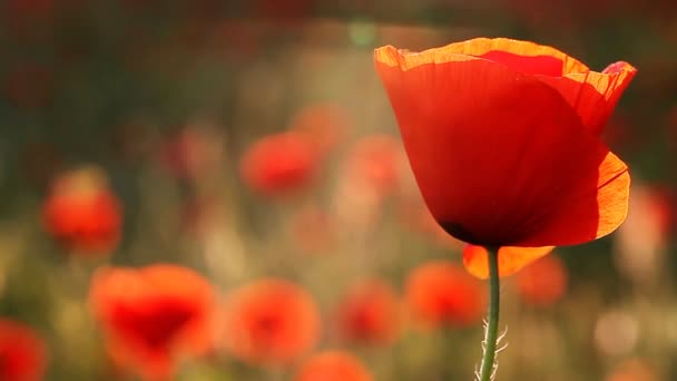 Incredibly beautiful poppy flowers FULL HD — Stock Video