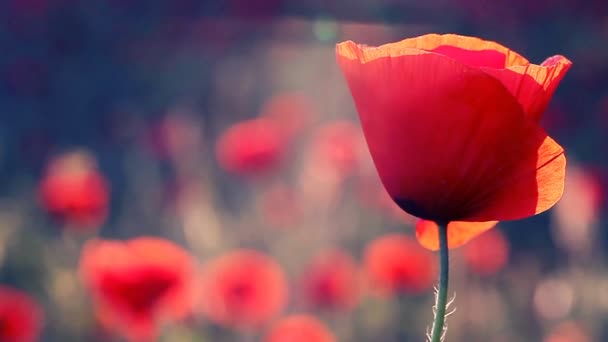 Ongelooflijk mooi poppy bloemen Full Hd — Stockvideo