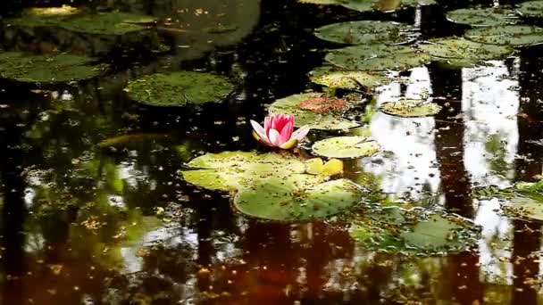 Живописный пруд с водяными лилиями — стоковое видео