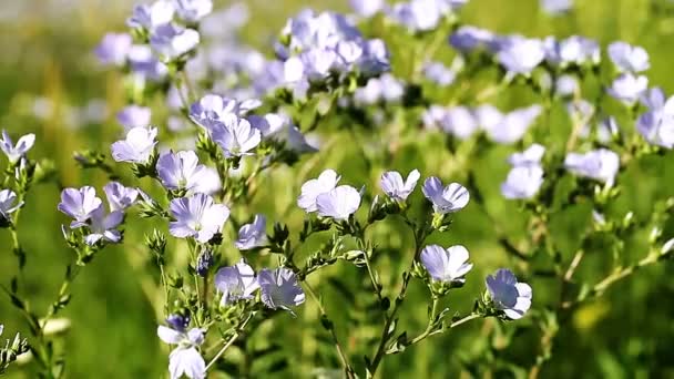 Beautiful purple and white wildflowers — Stock Video