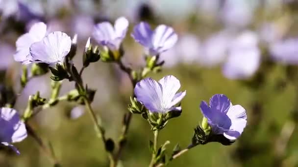Bellissimi fiori di campo viola e bianchi — Video Stock