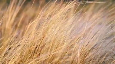 pitoresk bir zemin, gün batımında tüy çayır