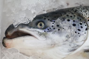 tatlı taze balık, deniz ürünleri arka plan gıda