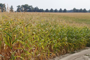 Mısır Tarlası, Olgun meyve hasat zamanı