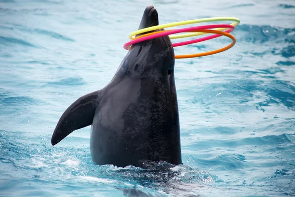 Niedliche Delfine während einer Rede im Delfinarium — Stockfoto