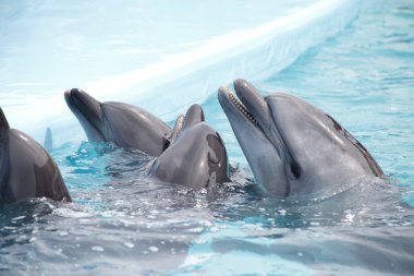 dolphinarium'nde bir konuşma sırasında sevimli yunuslar