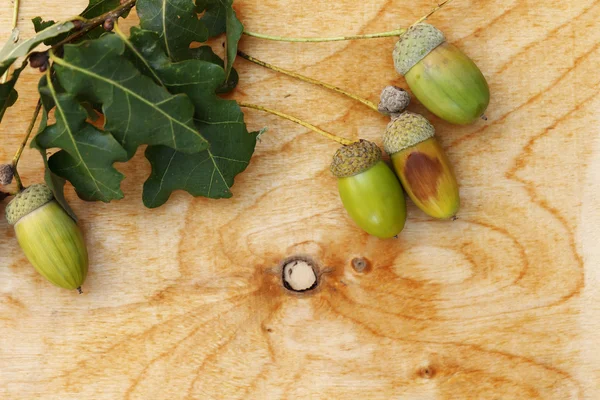 Bellotas, roble, fondo de madera — Foto de Stock