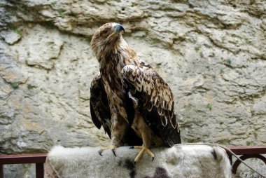 dağ kartal portre