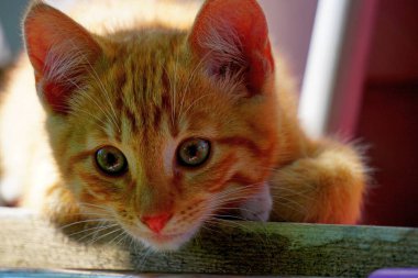 Güneşli bir günde küçük kırmızı bir kedi yavrusunun portresi