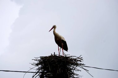 Yuvadaki beyaz leylek