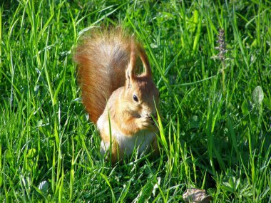 Parktaki sincap. Yakın plan.
