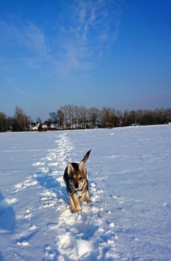 Karda koşan küçük bir köpek yavrusu