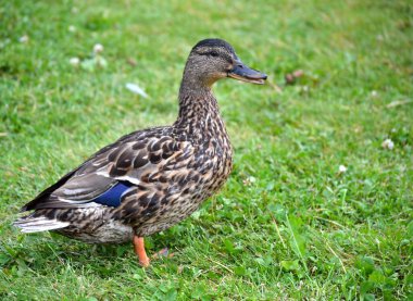 Yaban ördeği yakın plan.