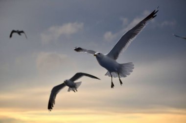 Gökyüzüne karşı uçan bir martı.