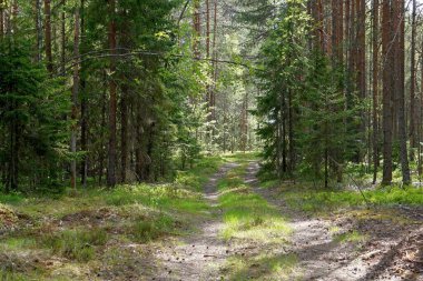 Orman manzarası bir yaz günü