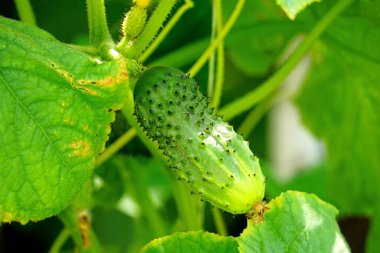 Bir dalda yeşil salatalık