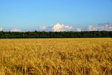 Orman manzarası bir yaz günü