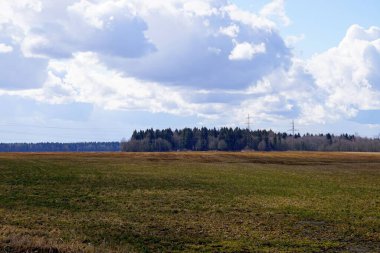 Orman manzarası bir yaz günü