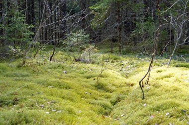 Orman manzarası bir yaz günü