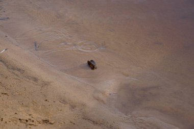 Nehir kıyısındaki suda deniz kabuğu