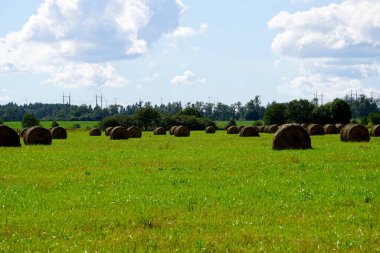 saman tarlada yuvarlanıyor