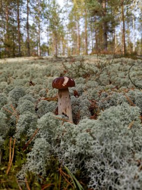 Boletus mantarı ormanda yetişir.