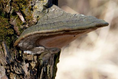 Mantar bir ağacın gövdesinde yetişir.