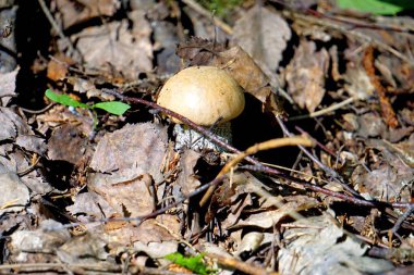 Aspen mantarı ormanda yetişir.