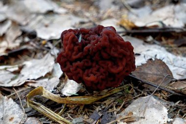 Strochok mantarı ormanda yetişir.