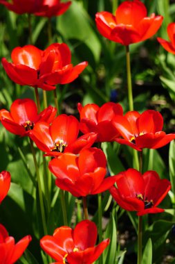 laleler bahçede çiçek açar.