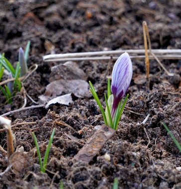 Timsahlar bahçede yetişir.