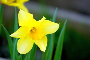 Nergis bahçede çiçek açar.