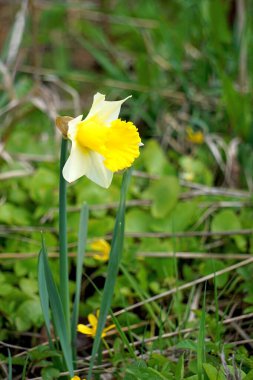 Nergis bahçede çiçek açar.